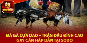 Đá gà cựa dao là gì?