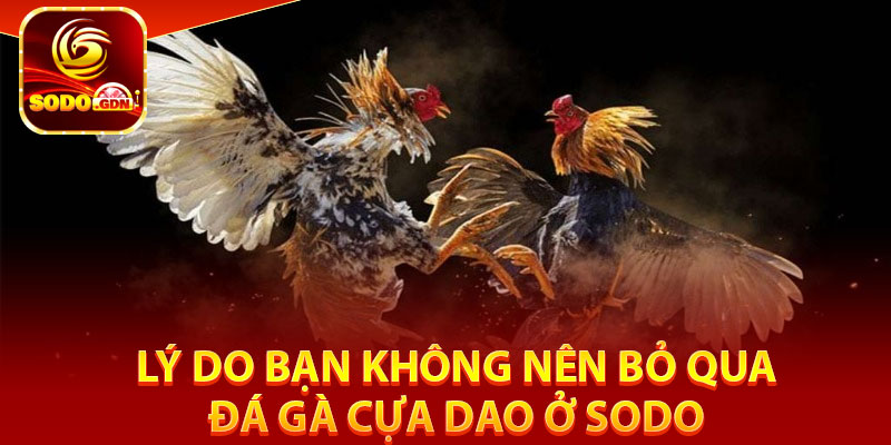 Đá Gà Cựa Dao – Trận Đấu Đỉnh Cao, Gay Cấn Hấp Dẫn Tại Sodo 3 Lý do bạn không nên bỏ qua đá gà cựa dao ở Sodo